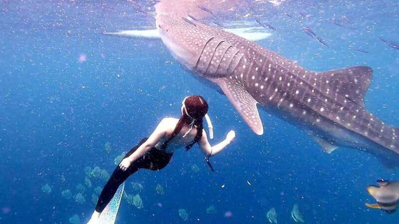 Cebu: Whale Shark Swim and Kawasan Canyoneering Tour - Authentic Experiences and Traveler Feedback