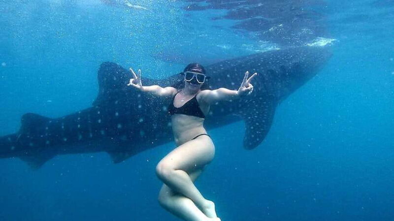 Cebu: Whale Shark Swim, Kawasan Falls & Moalboal Sardine Run - Key Points