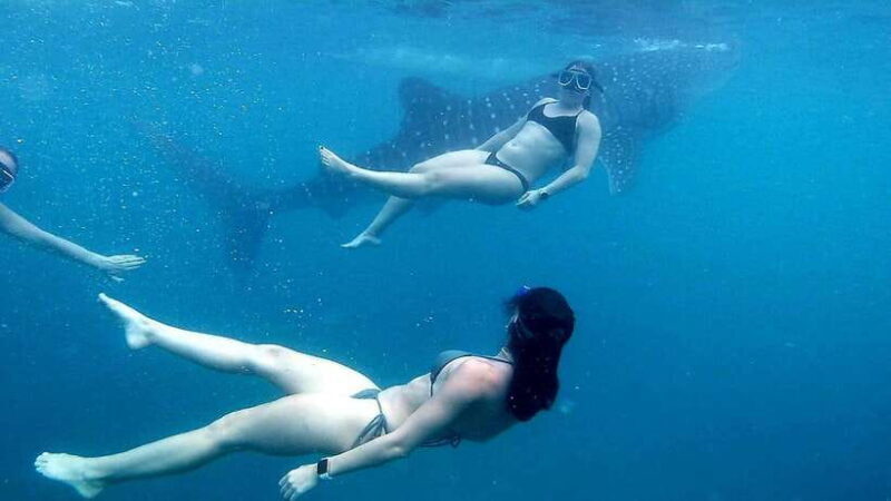 Cebu: Whale Shark Swim, Kawasan Falls & Moalboal Sardine Run - Exploring Cebu’s Top Adventures in One Day: An In-Depth Review