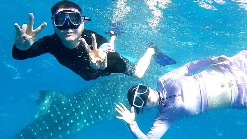 Cebu: Whale Shark Swim, Kawasan Falls & Moalboal Sardine Run - Who Will Love This Tour?