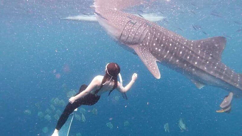 Cebu: Whale Shark Swim, Kawasan Falls & Moalboal Sardine Run - FAQs
