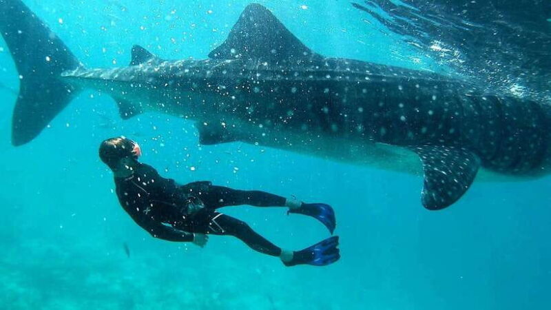 Cebu: Whale Shark Swimming & Inambakan Falls Adventure - Discovering Cebu’s Marine and Mountain Wonders: A Close Look at the Whale Shark & Inambakan Falls Adventure