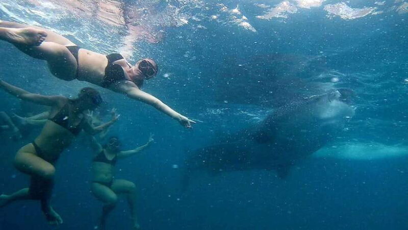 Cebu: Whale Shark Swimming & Inambakan Falls Adventure - FAQ About the Cebu Whale Shark & Falls Adventure