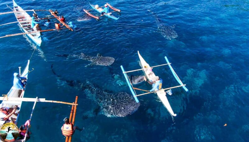 Cebu: Whale Shark Swimming & Kawasan Falls Canyoneering - Inclusions and Equipment