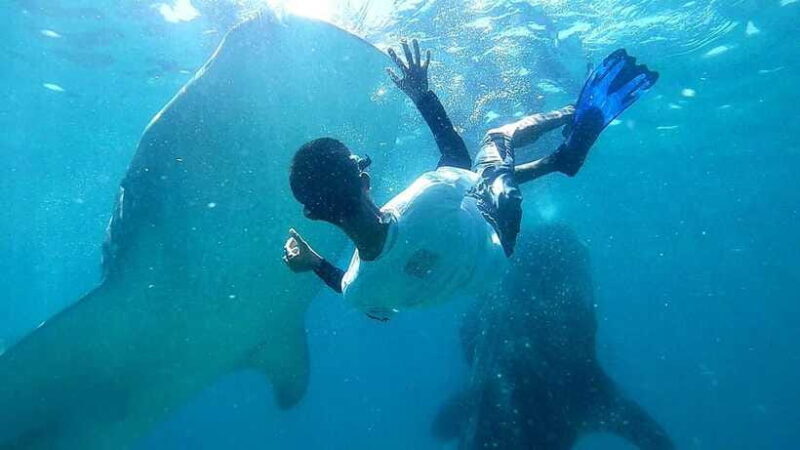Cebu: Whale Shark, Tumalog Waterfall, and Moalboal Tour - FAQ