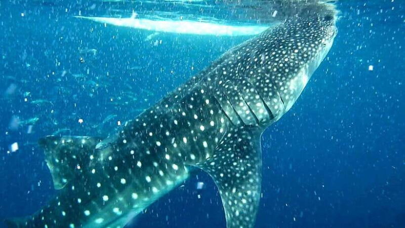 Cebu: Whale Shark Watching & Aguinid Falls Tour opt Lunch - Introduction