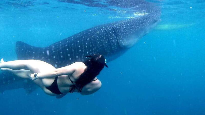 Cebu: Whale Shark Watching & Aguinid Falls Tour opt Lunch - Analyzing the Value