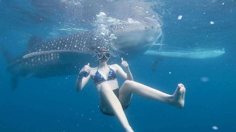 Cebu: Whale Shark Watching and Canyoneering Group Tour - Key Points