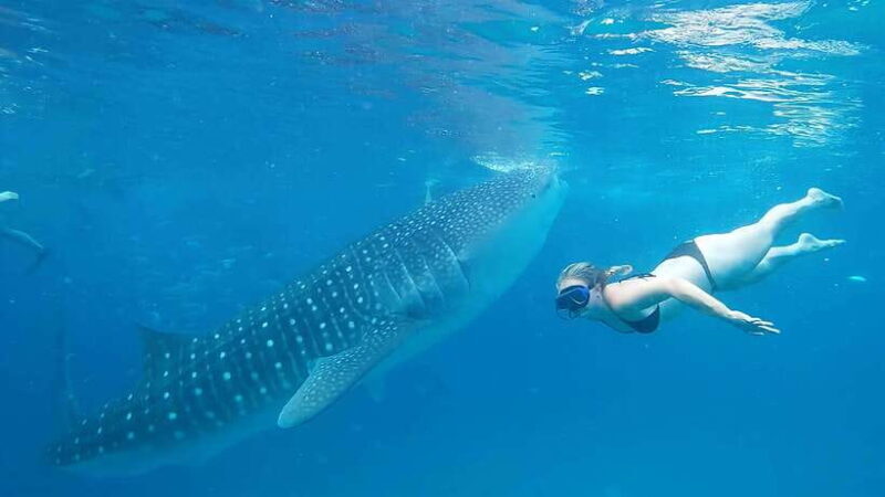 Cebu: Whale Shark Watching and Canyoneering Group Tour - FAQ