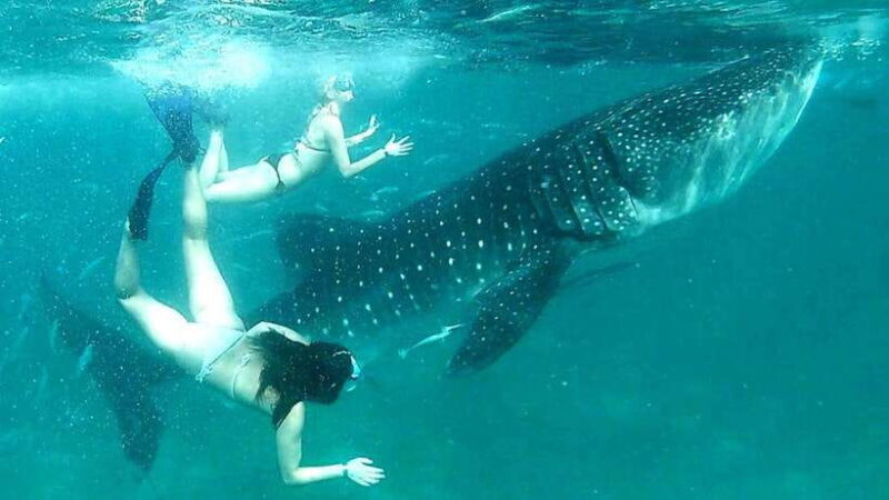 Cebu: Whale Sharks, Ka-Treasure Water Terraces & Simala Tour - What the Reviews Say
