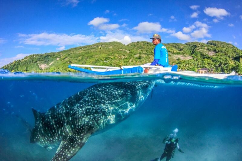 Cebu: Whale Sharks, Tumalog Falls, and Monkey Sanctuary Tour - Whale Shark Snorkeling
