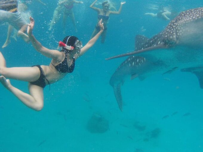 Cebu: Whale Sharks, Tumalog Falls & Sumilon Sand Bar Tour - Frequently Asked Questions