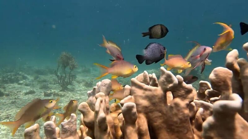 Cebu: Whaleshark Watching, Sumilon Island, and Moalboal… - Highlights and Activities