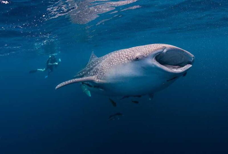 Cebu: Whalesharks, Sumilon Sandbar & Tumalog Falls Tour - Lunch and Afternoon Return