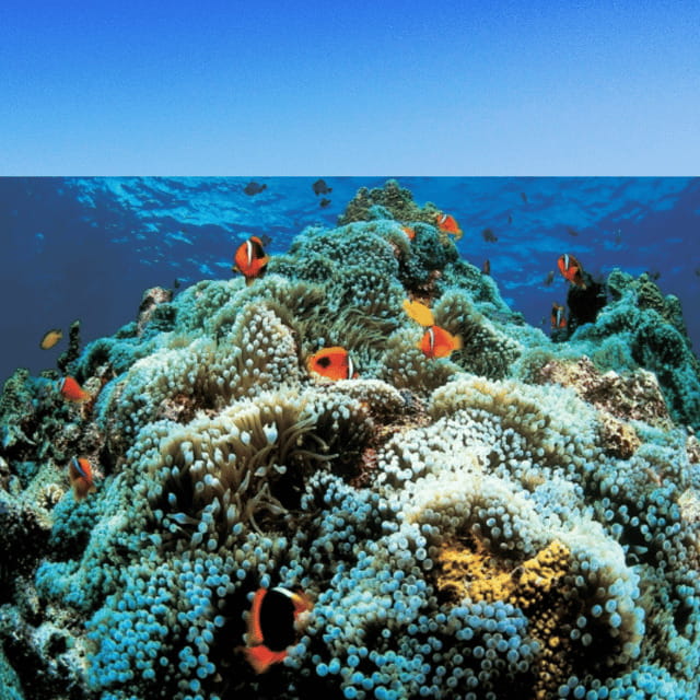 Cebu: Whalesharks, Sumilon Sandbar & Tumalog Falls Tour - FAQs
