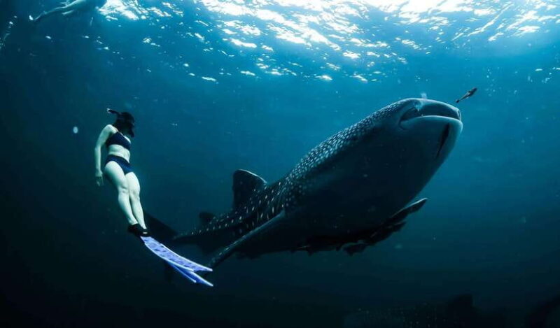 Cebu:Oslob WhaleSharkWatching,Kawasan Canyoneering - Key Points