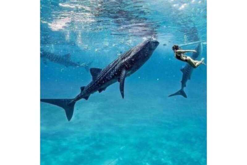 Cebu:Whale Shark, Waterfall, and Sardine Run Group Tour+Meal - Key Points