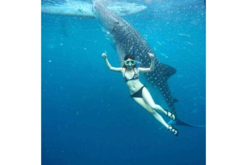 Cebu:Whale Shark, Waterfall, and Sardine Run Group Tour+Meal - The Experience – Benefits and Considerations
