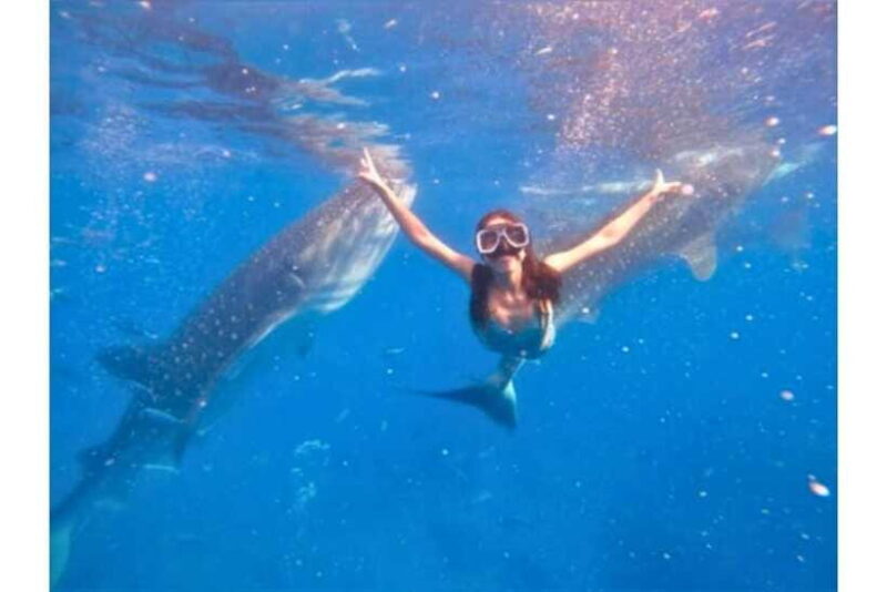 Cebu:Whale Shark, Waterfall, and Sardine Run Group Tour+Meal - Frequently Asked Questions