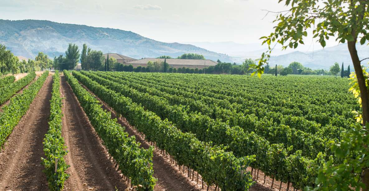 Celebrate Amarone: Italys Finest Wine - Vineyards and Grape Cultivation