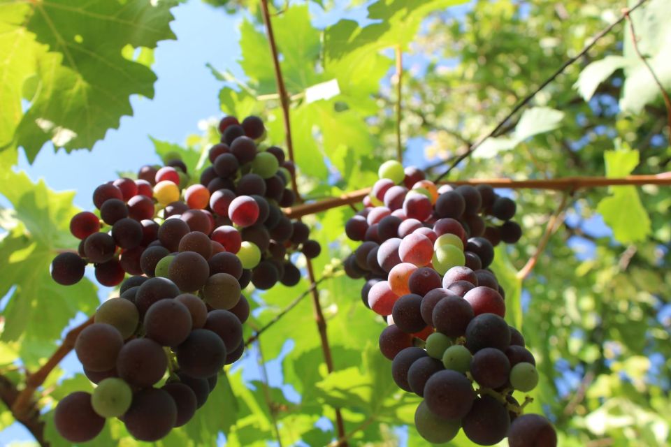 Celebrate Amarone: Italys Finest Wine - Frequently Asked Questions
