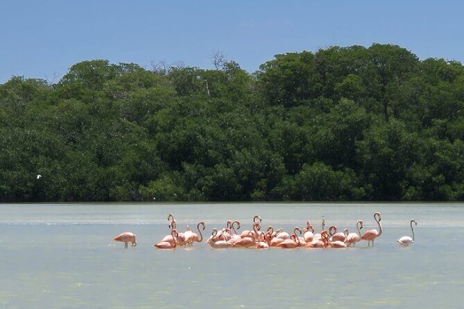 Celestun, Flamenco Adventure, from Merida - Key Points