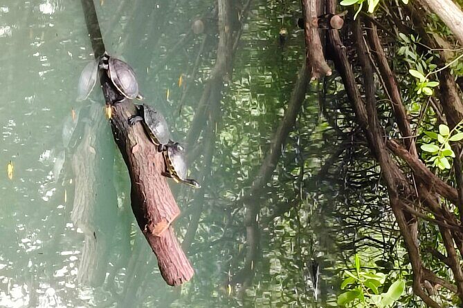 Celestun, Flamenco Adventure, from Merida - Analyzing the Value