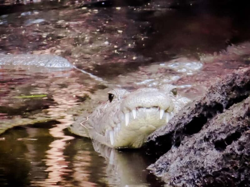 Celestún Flamingos, Beach, and Seafood Lunch Tour from Merida - Who Will Love This Tour?