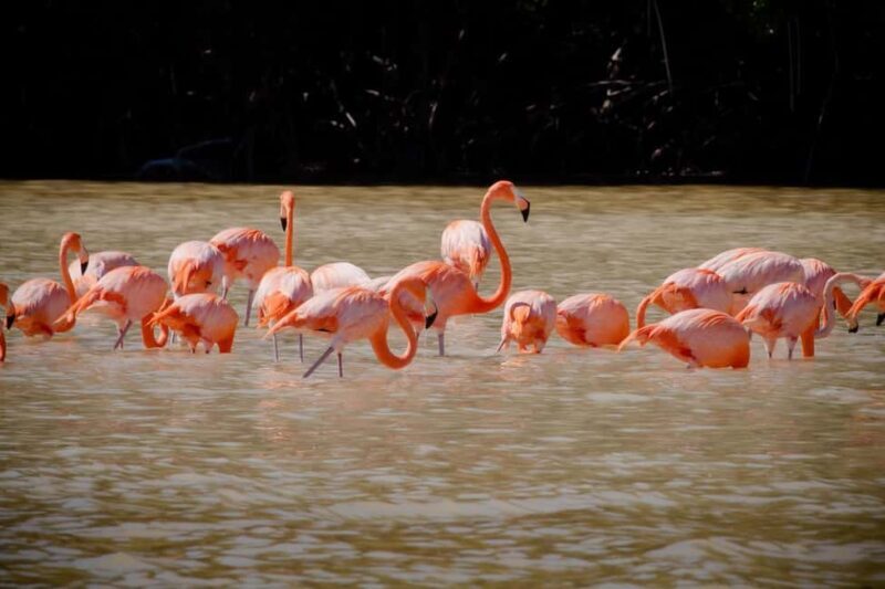 Celestún Flamingos, Beach, and Seafood Tour, leaving from Merida - Practical Tips for Participants