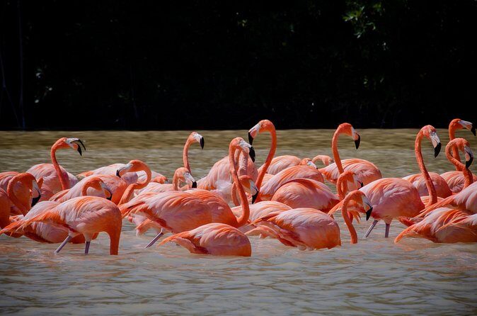 Celestun Flamingos Beach & Seafood Tour departure from Merida - FAQ