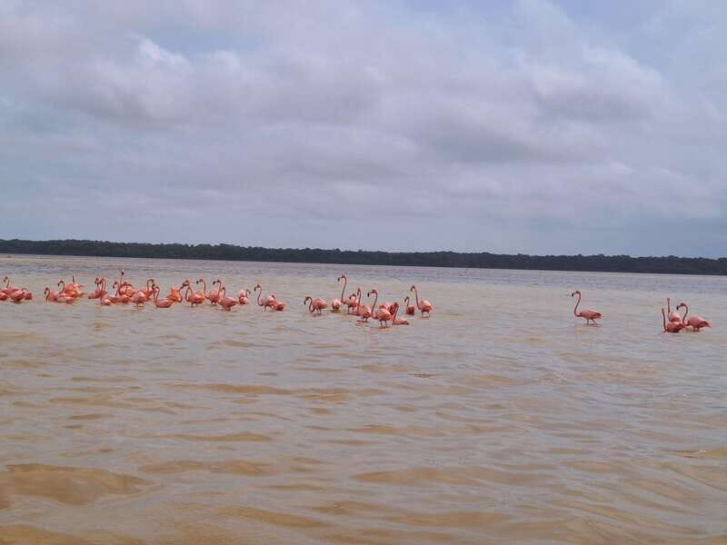 Celestun + Lunch, Boat Ride & beach time. - An In-Depth Look at the Tour Experience