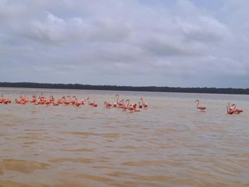 Celestun + Lunch, Boat Ride & beach time. - Final Thoughts