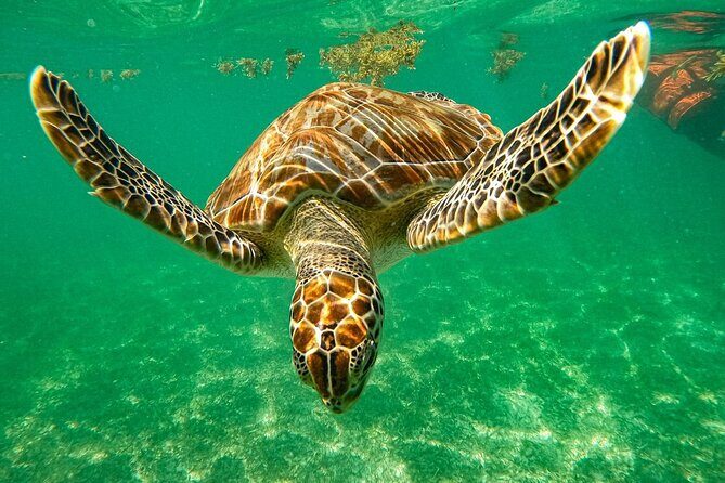 Cenote and Swimming with Turtles Private Tour in Akumal - An in-depth look at this cenote and turtle-swimming tour