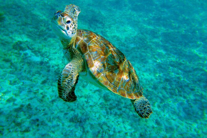 Cenote Turtle and Beach Club Full Day Tour - What You Can Expect from the Tour