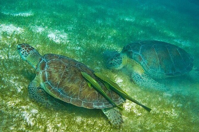 Cenote & Turtles Swim Tour! Reef Adventure from Playa del Carmen - An In-Depth Look at the Tour