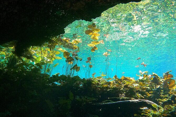 Cenotes El Pit and Nicte Ha Guided Scuba Diving - An In-Depth Look at the Tour