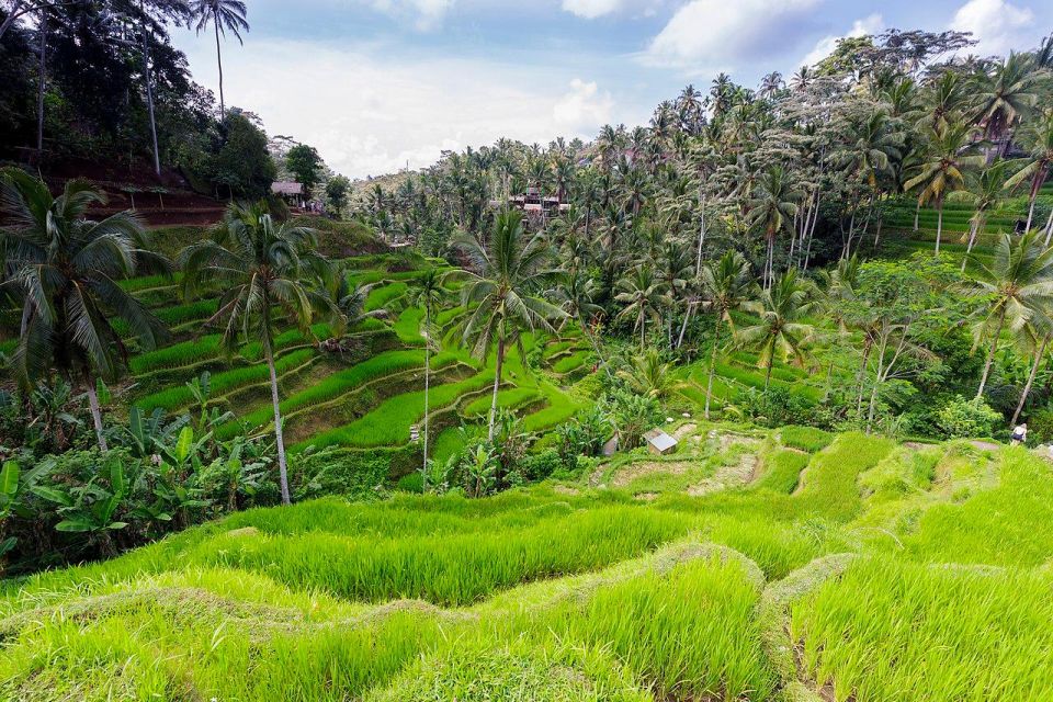 Central Bali: Ubud Village, Rice Terrace, and Kintamani Tour - Inclusions