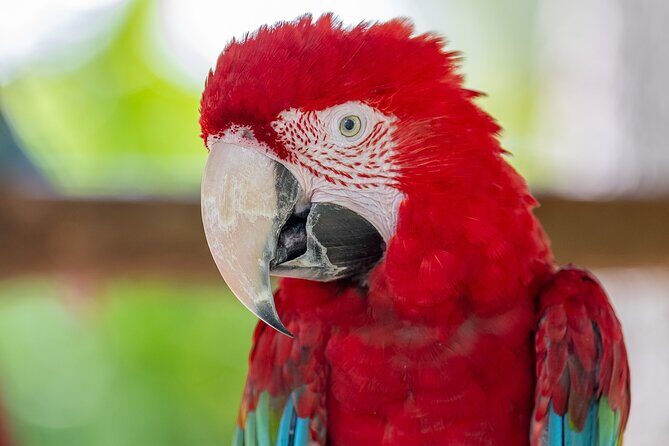 Central Florida Zoo Skip-the-Line Ticket - FAQ