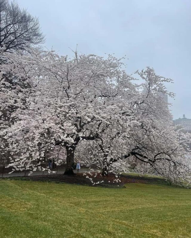 Central Park: Guided Pedicab Tour With Photo Stops - Why Choose a Guided Pedicab or Horse-Drawn Carriage Tour?
