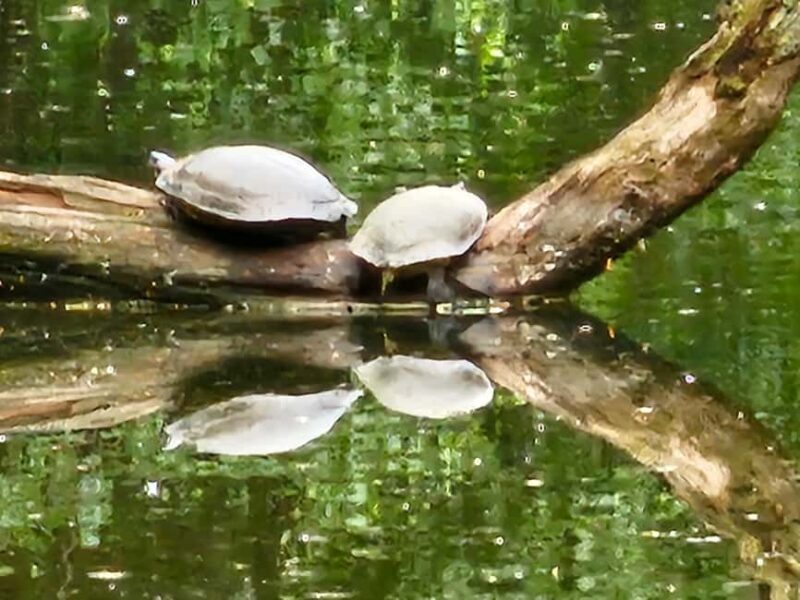 Central Park, NY: Nature, Architecture and Movie Scenes Tour - FAQ