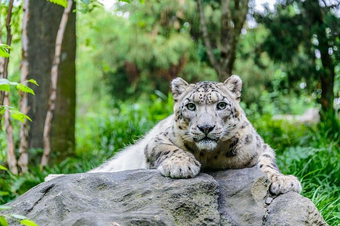 Central Park Zoo Admission Ticket With 4D Theater Access - Wildlife Highlights