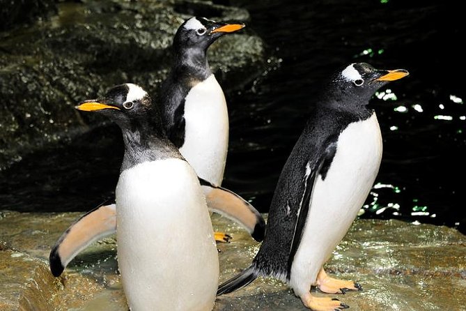 Central Park Zoo Admission Ticket With 4D Theater Access - Visitor Ratings and Feedback