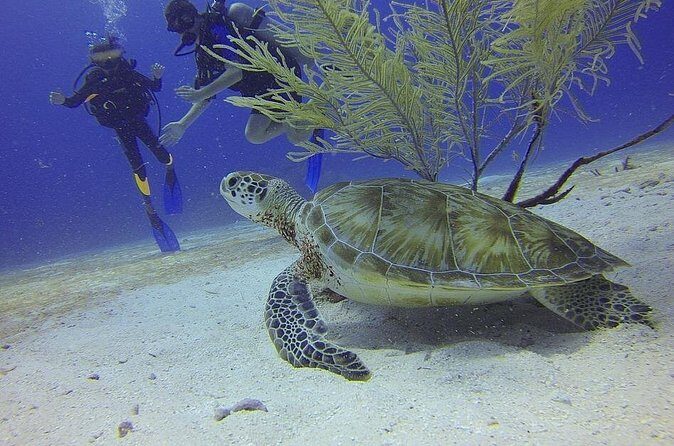 Certified 2-Tank Scuba Diving Tour from Montego Bay - An In-Depth Look at the Montego Bay Scuba Experience