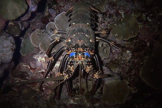 Certified Beach Night Dive - What to Expect from the Certified Beach Night Dive