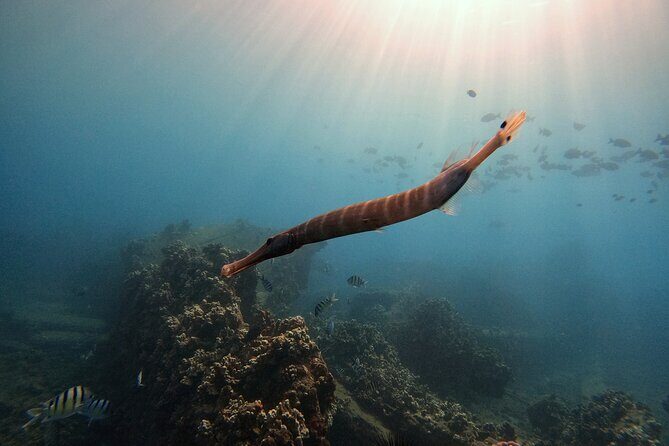 Certified Divers! Scuba dive the Ka'anapali Coast and more! - The Experience from a Diver’s Perspective