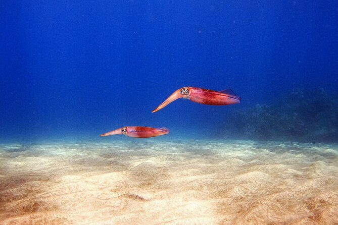 Certified Divers! Scuba dive the Ka'anapali Coast and more! - Who Will Love This Tour?