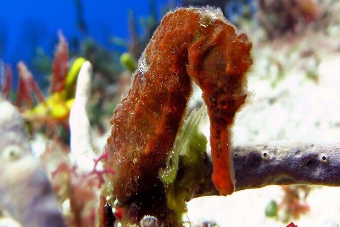 Certified Diving Experience in Cozumel - Key Points