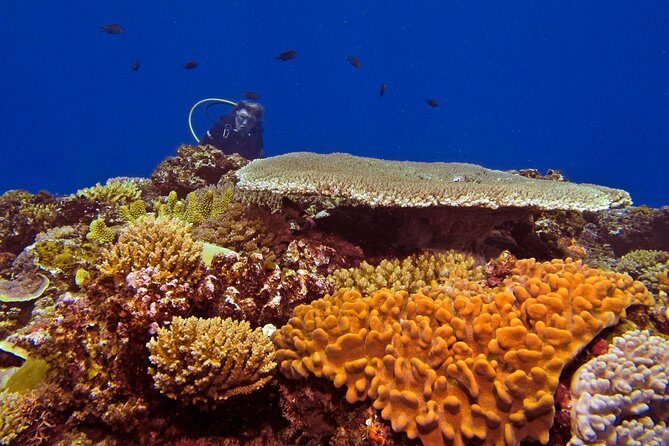 Certified Scuba Diving with Whitetip Marine Adventures team - Introduction: Why This Scuba Tour Might Be Your Best Fiji Underwater Adventure