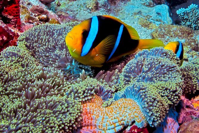 Certified Scuba Diving with Whitetip Marine Adventures team - The Equipment and Comfort