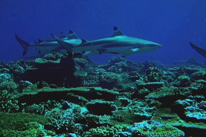 Certified Scuba Diving with Whitetip Marine Adventures team - Authentic Marine Encounters